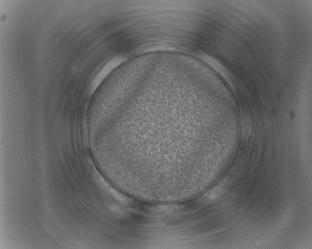 X0000076101290200610061657