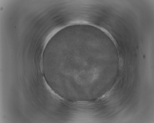 X0000076101295200610061657