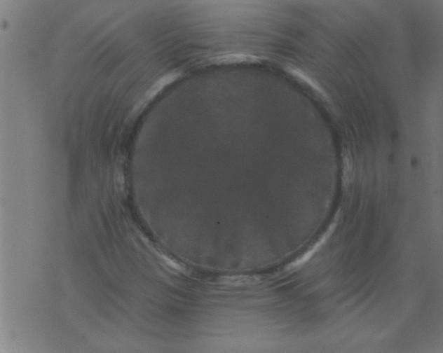 X0000076101305200610061656