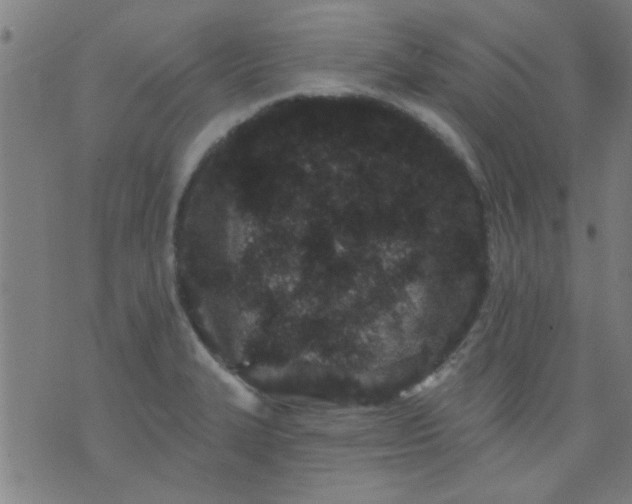 X0000076101327200610061657