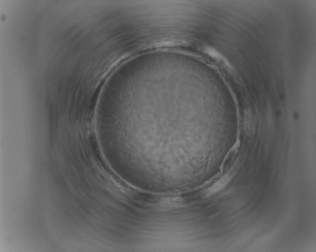 X0000076101353200610061656