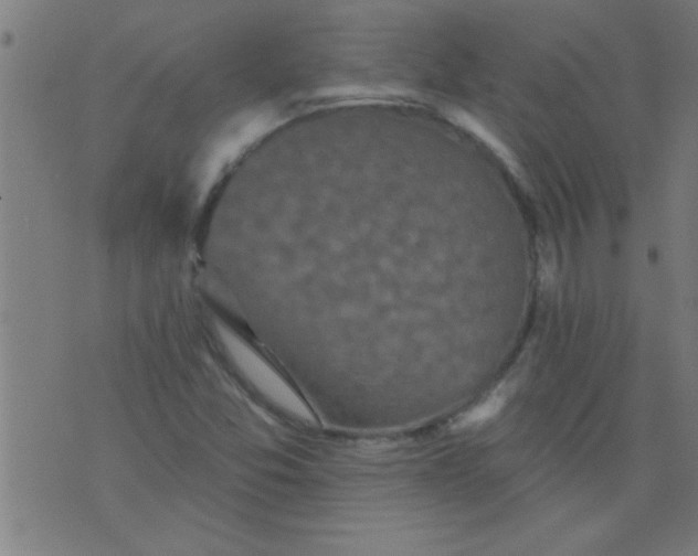 X0000076101357200610061656