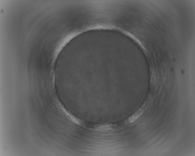 X0000076101367200610061656