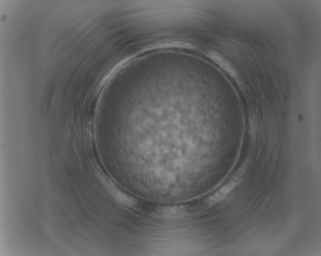 X0000076101369200610061656