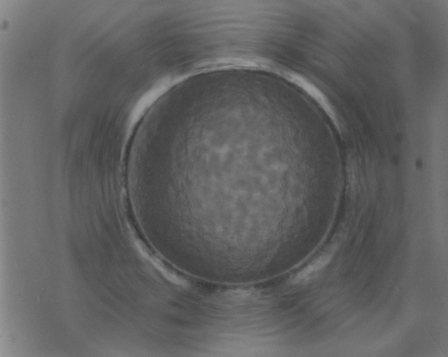 X0000076101373200610061656