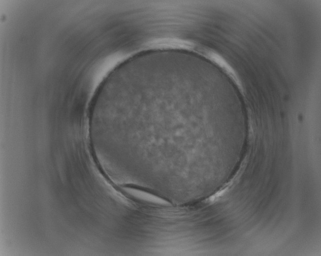 X0000076101376200610061656