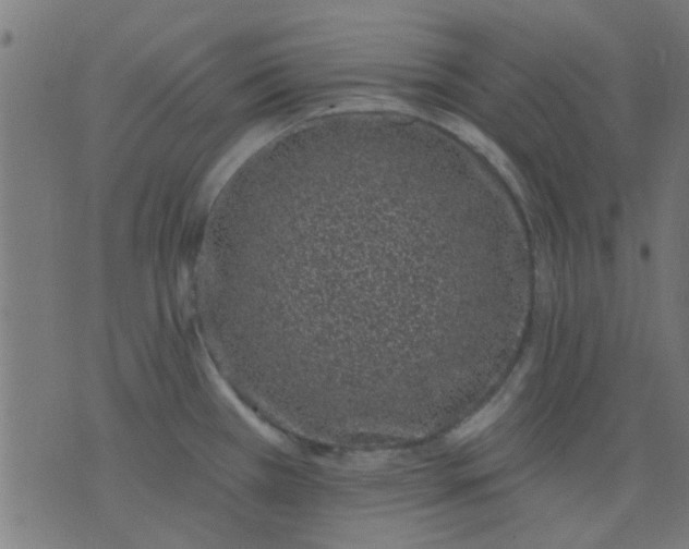 X0000076101385200610061656