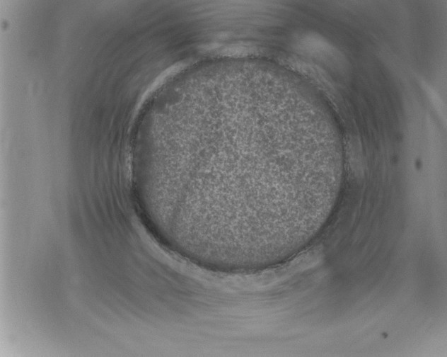 X0000076100016200610152355