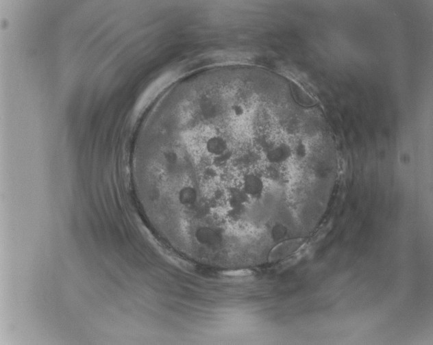 X0000076100053200610152353