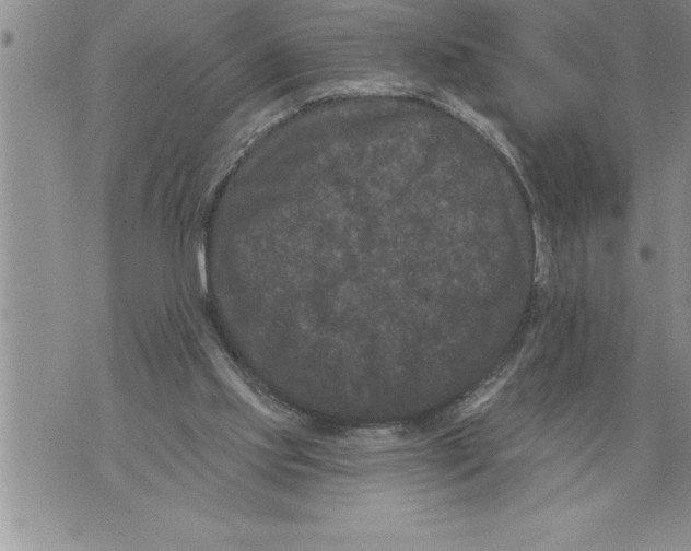 X0000076100061200610152354