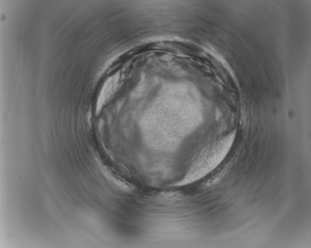 X0000076100063200610152354