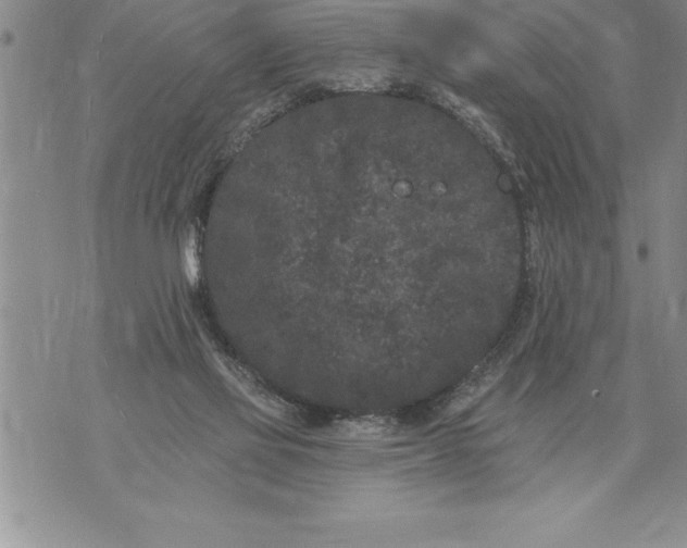 X0000076100069200610152354