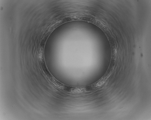 X0000076100129200610152353