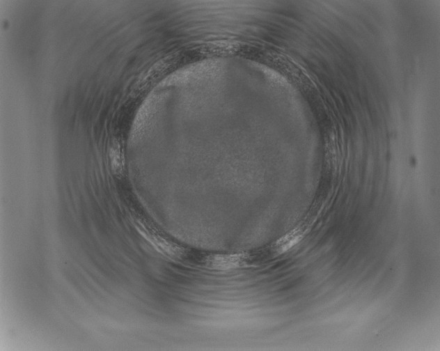 X0000076100134200610152353