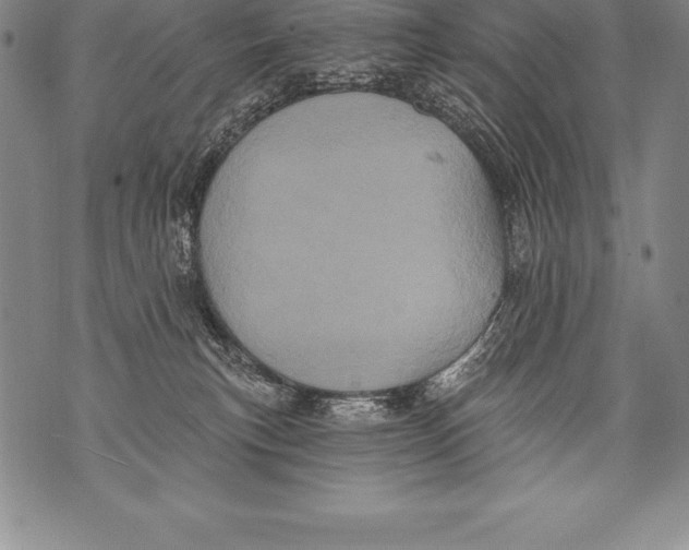 X0000076100183200610152352