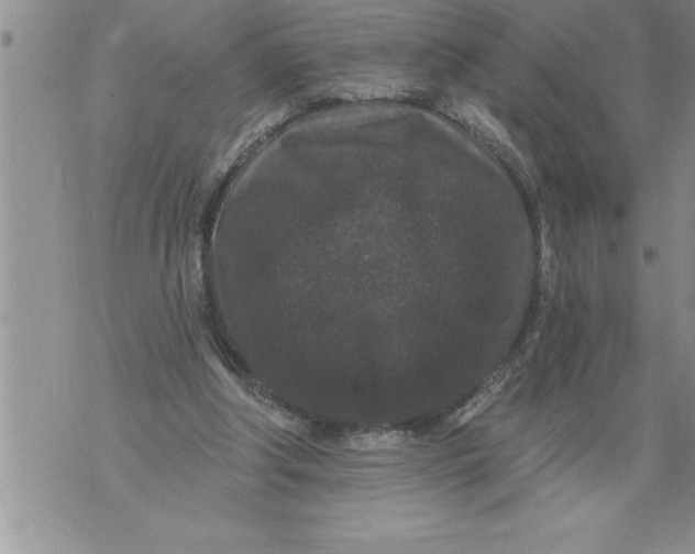 X0000076100202200610152352