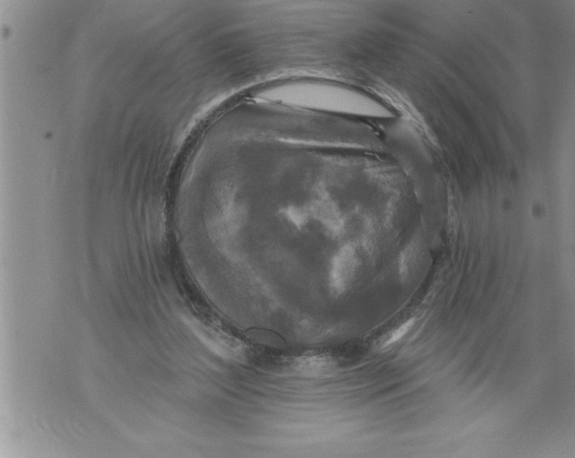 X0000076100204200610152352