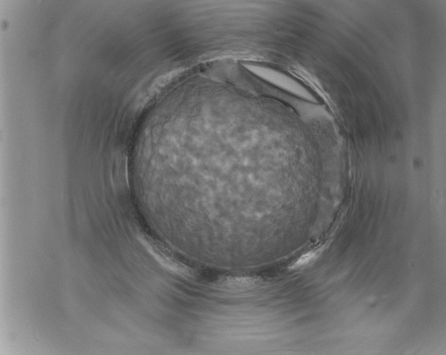 X0000076100205200610152352