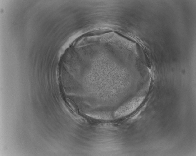 X0000076100244200610152350