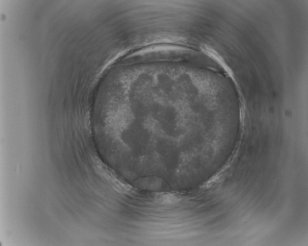 X0000076100249200610152350