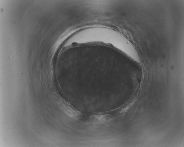 X0000076100295200610152350