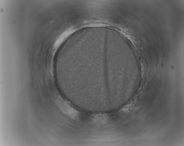 X0000076100296200610152350