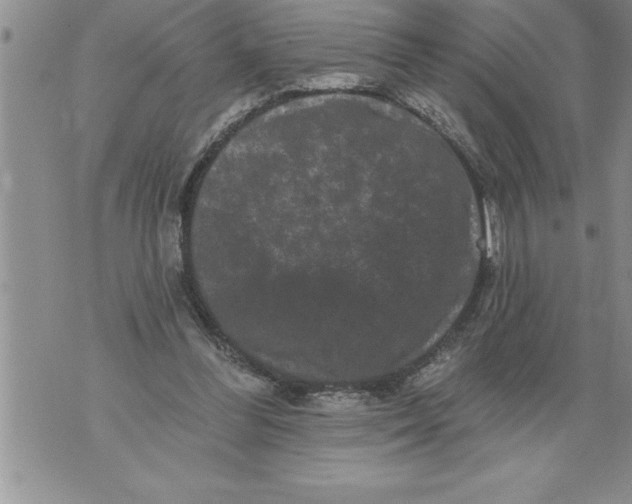 X0000076100300200610152350