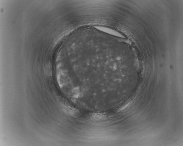 X0000076100303200610152350