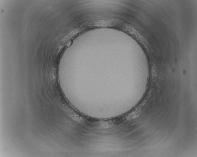 X0000076100305200610152350