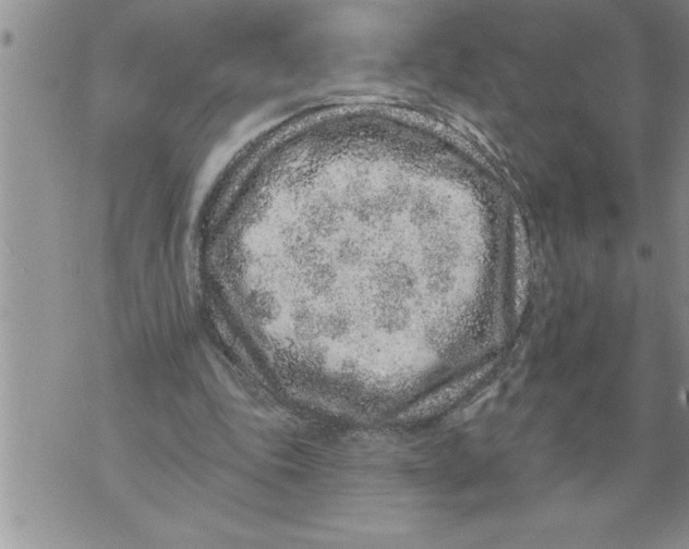 X0000076100343200610152349