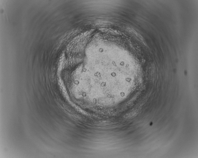 X0000076100361200610152349