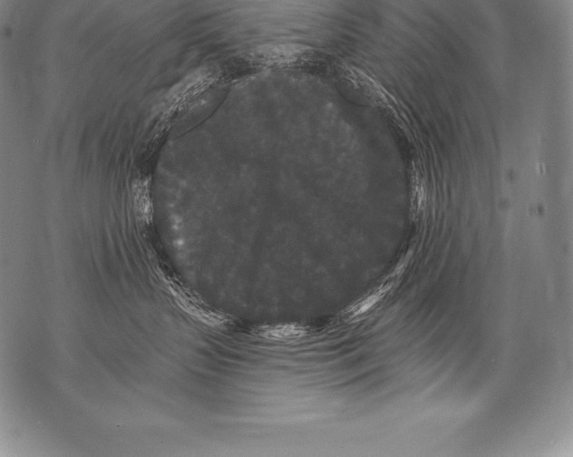 X0000076100383200610152349