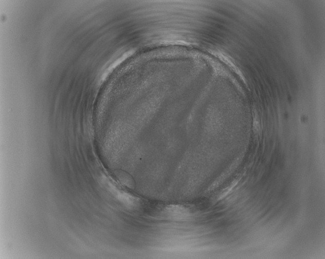 X0000076100390200610152349