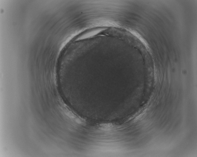 X0000076100391200610152349