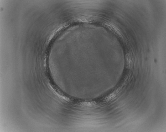 X0000076100404200610152348