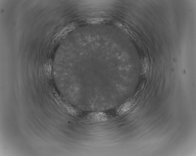 X0000076100427200610152348