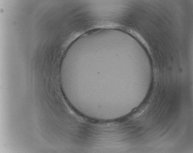 X0000076100433200610152347