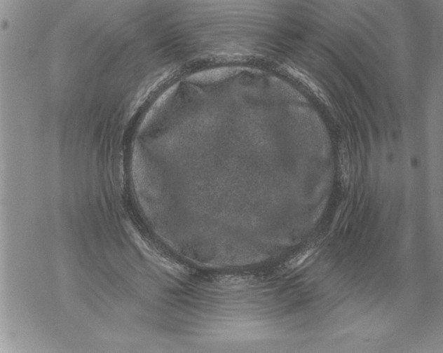 X0000076100494200610152347