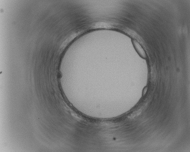 X0000076100529200610152345