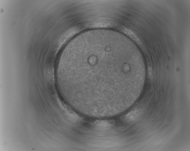 X0000076100534200610152346