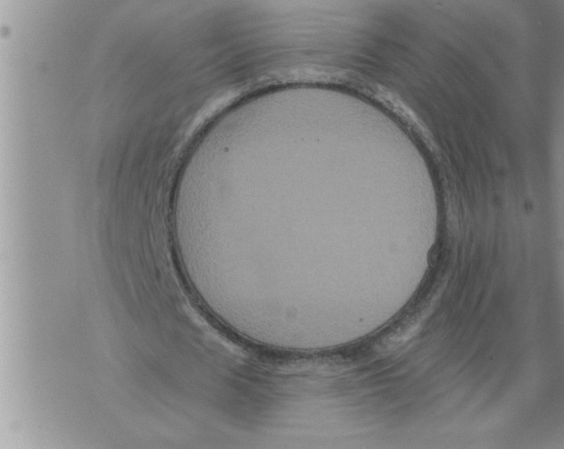 X0000076100625200610152344