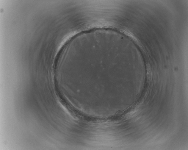 X0000076100626200610152344