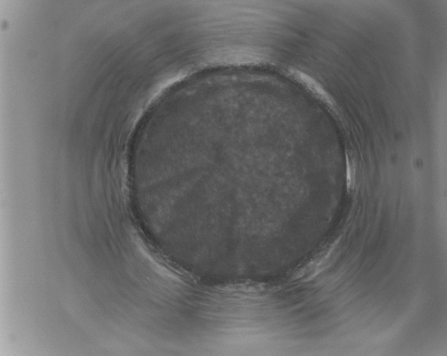 X0000076100627200610152344