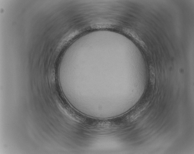 X0000076100631200610152344