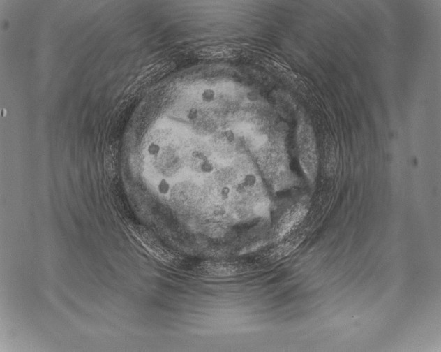 X0000076100658200610152344