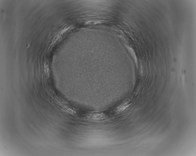 X0000076100716200610152343