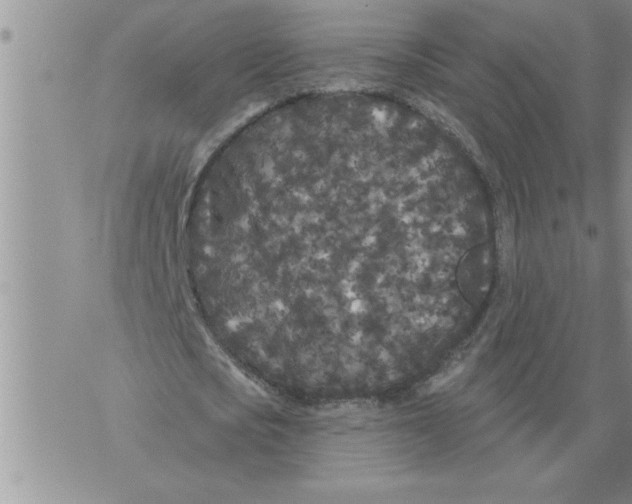 X0000076100721200610152342