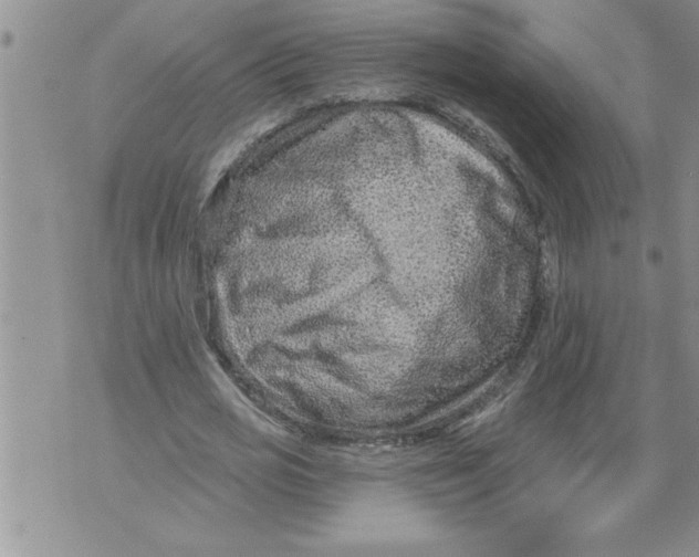 X0000076100725200610152342