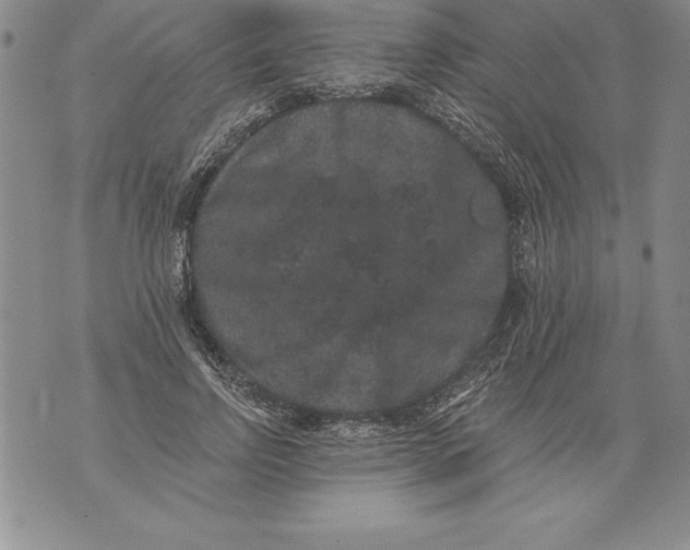 X0000076100742200610152343