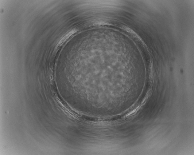 X0000076100785200610152342